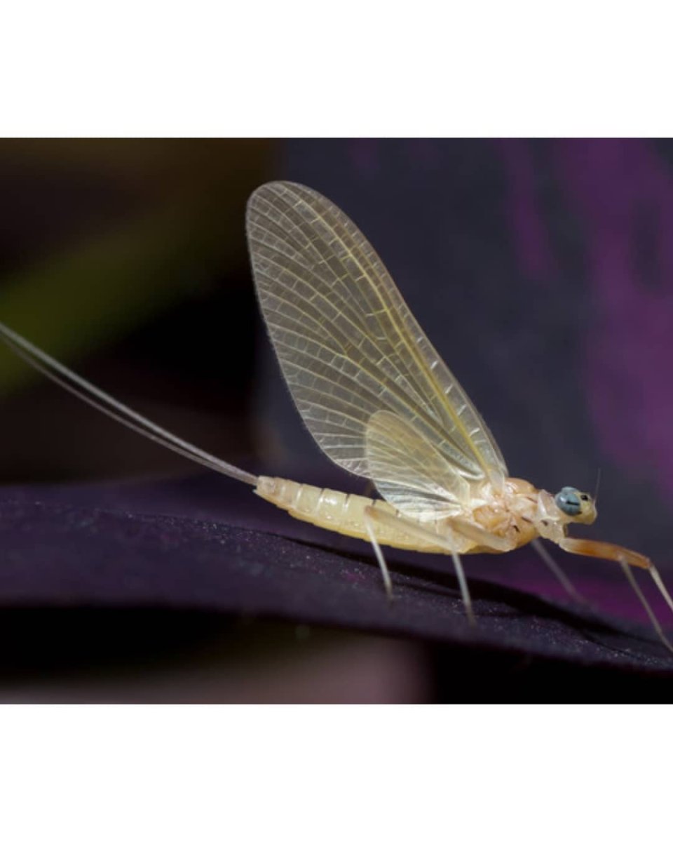 Поденка двукрылая