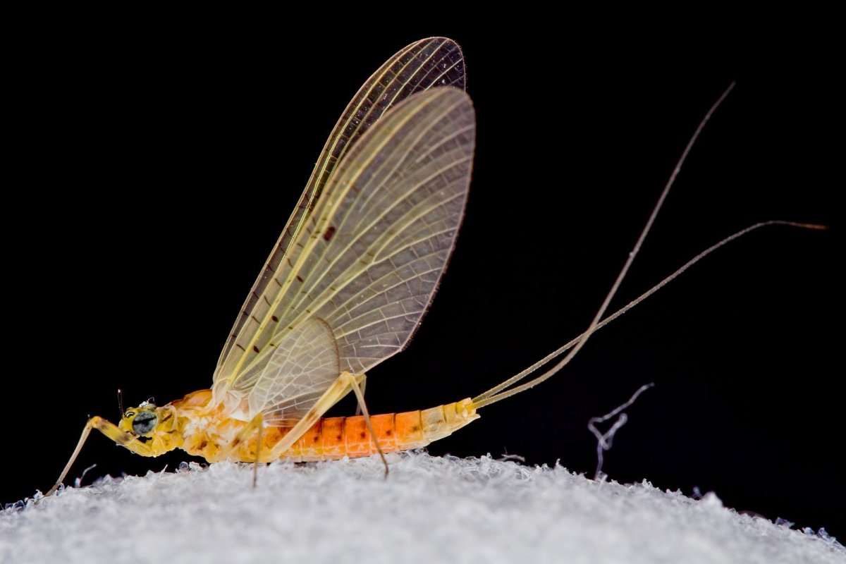 Имаго поденок