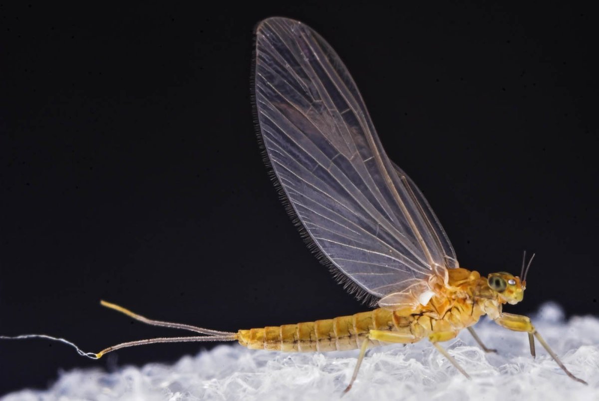 Поденка двукрылая