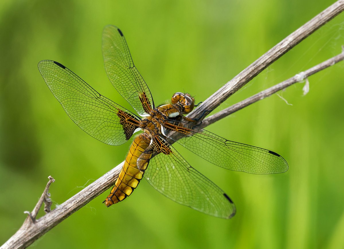 Перламутровка Стрекоза-Дозорщик