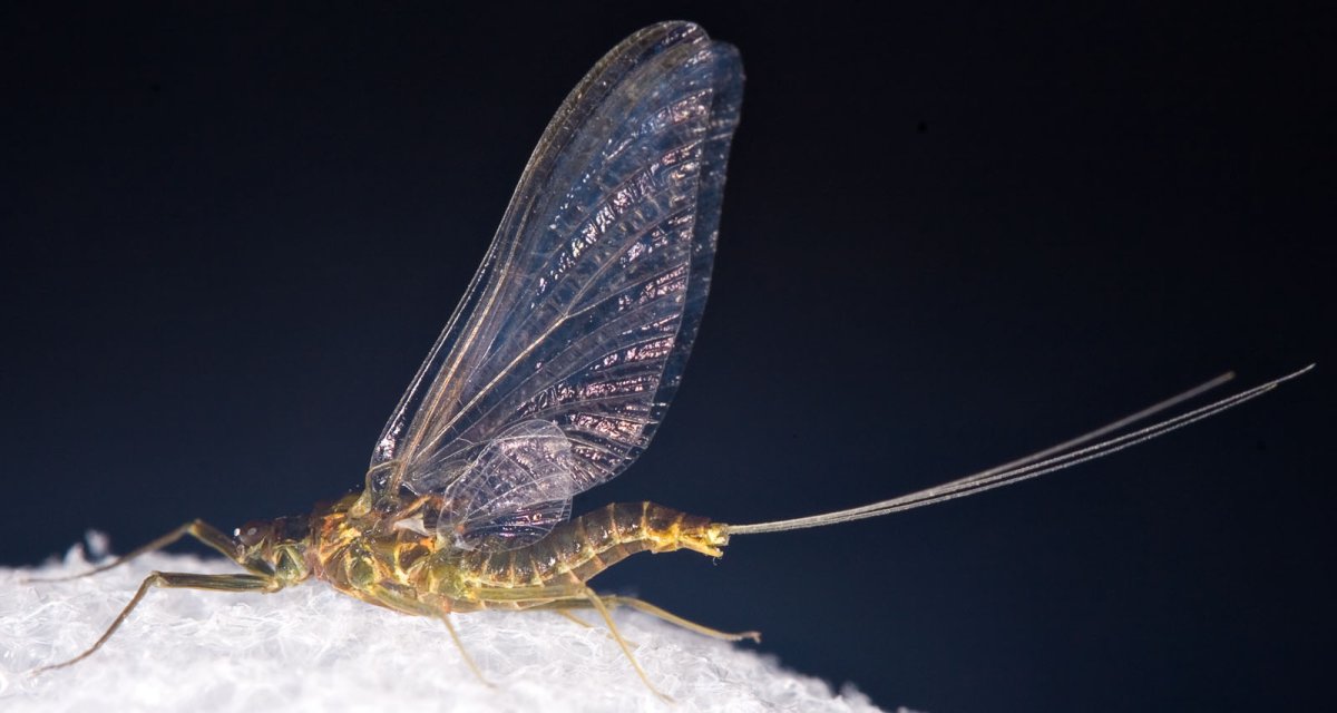 Подёнка мымра