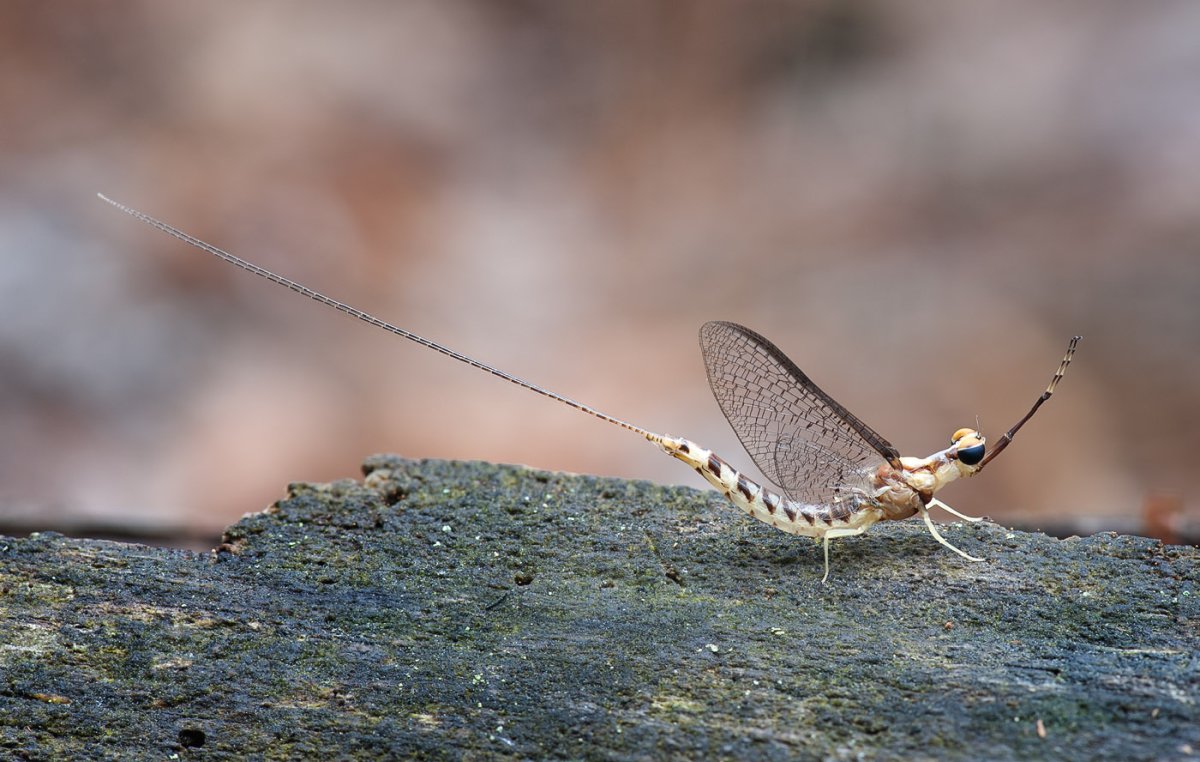 Поденки (Ephemeroptera)