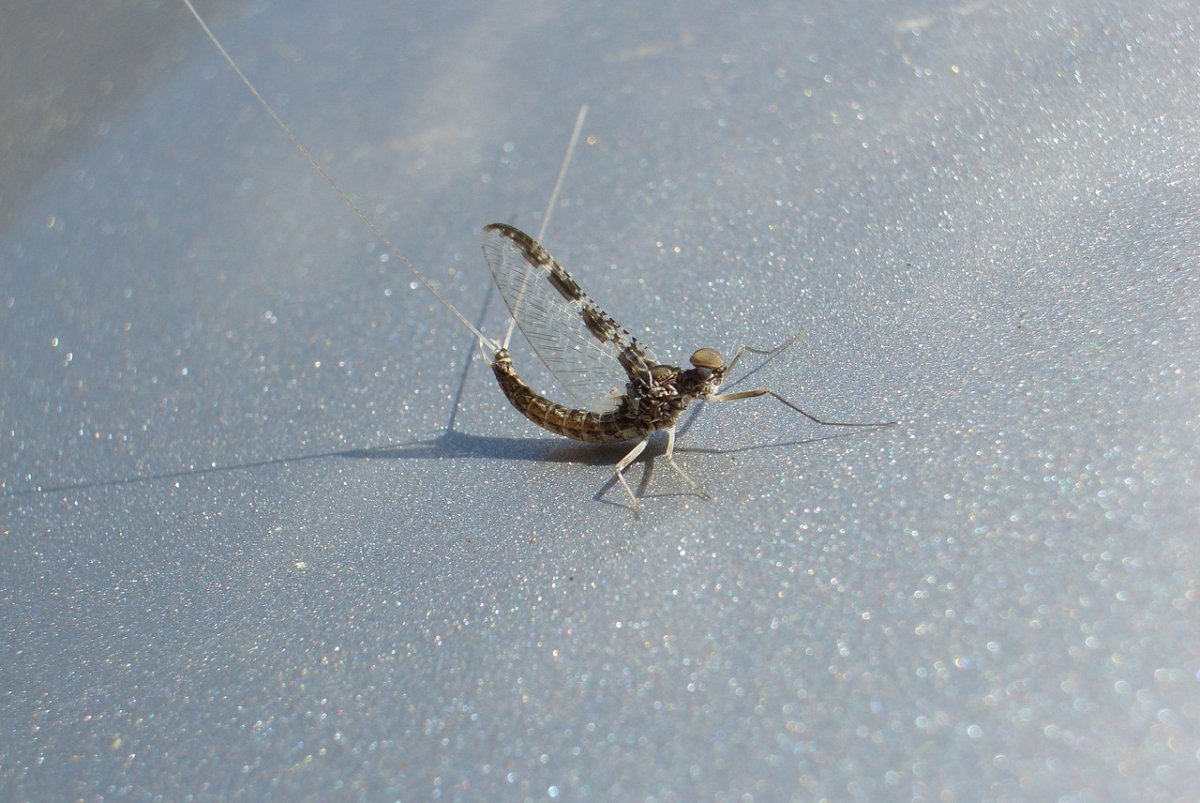 Линька поденок