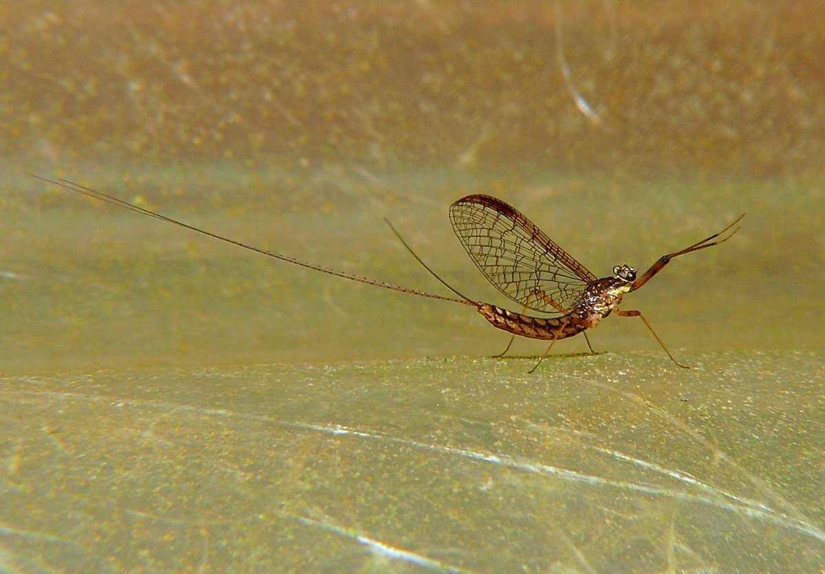 Отряд подёнки - Ephemeroptera