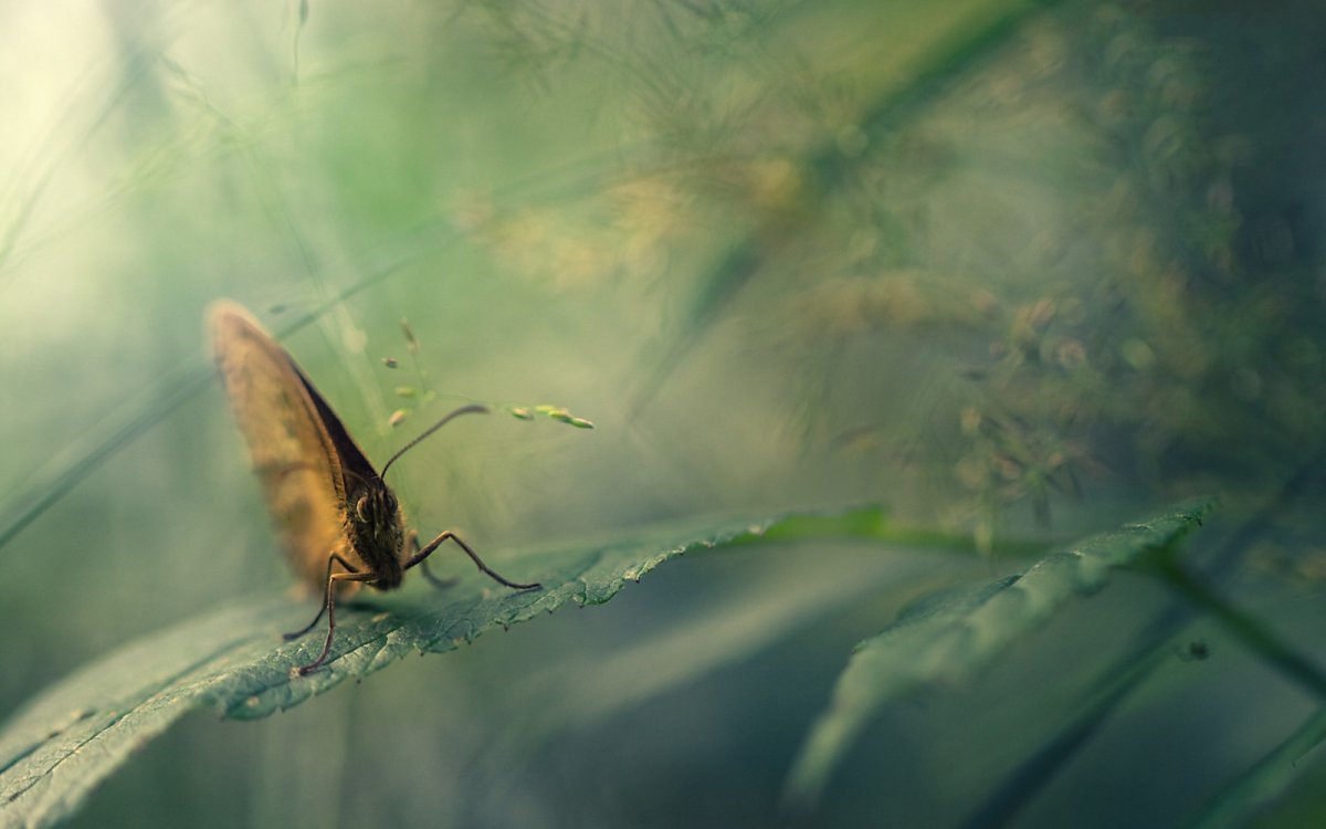 Туман для насекомых