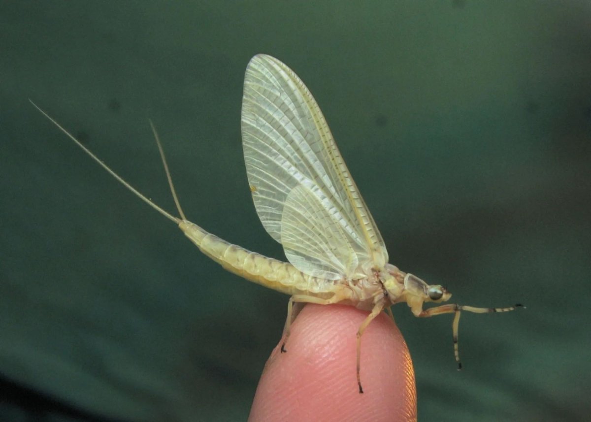 Личинка поденки Ephemeridae
