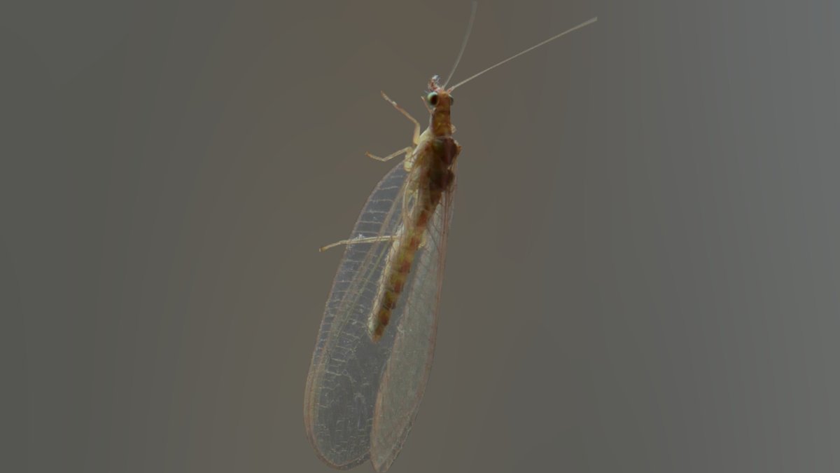 Подёнки конечности