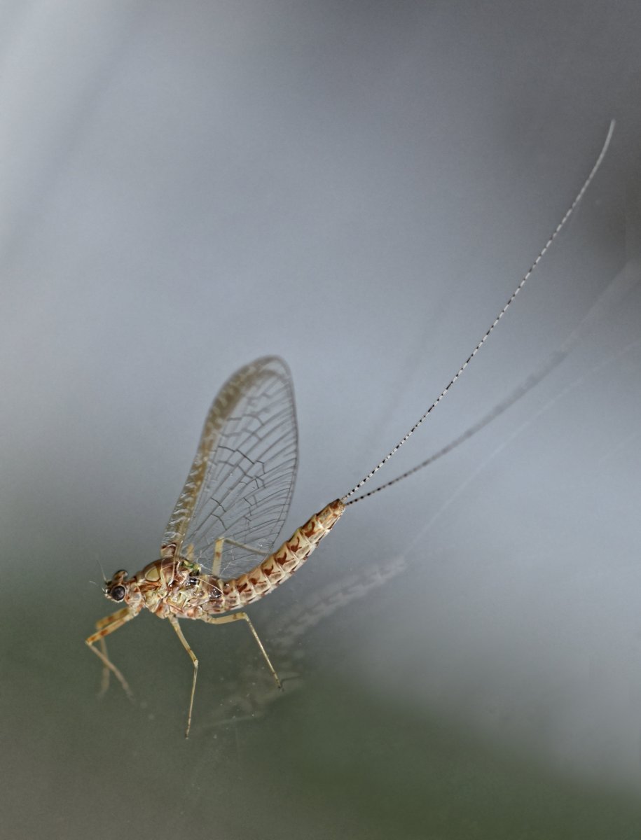 Муха поденка