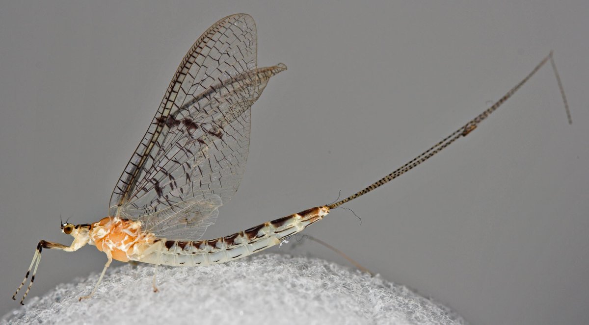 Поденка личинка для рыбалки