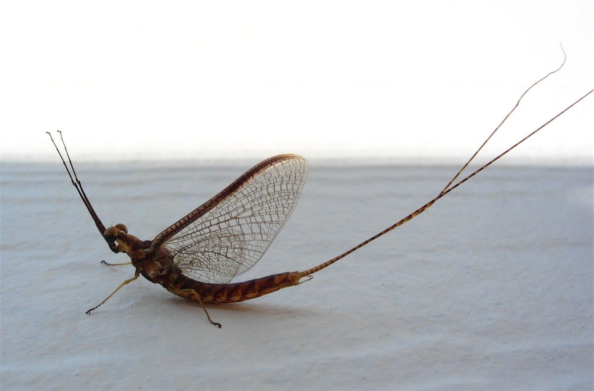 Подёнка обыкновенная, подёнка белая