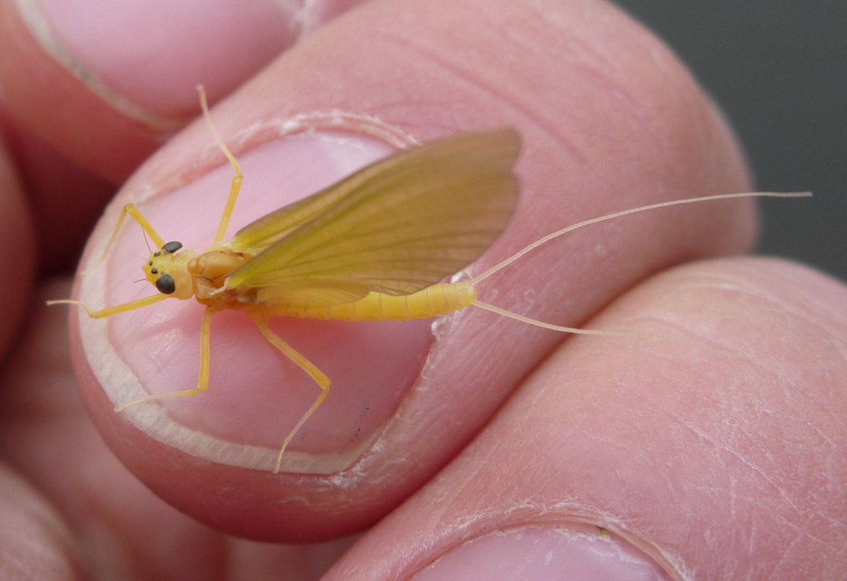 Поденка насекомое