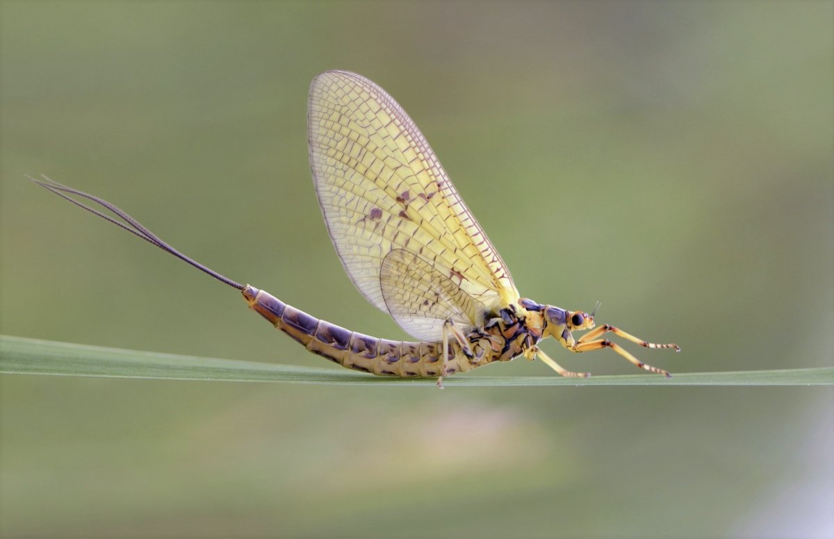Поденка обыкновенная