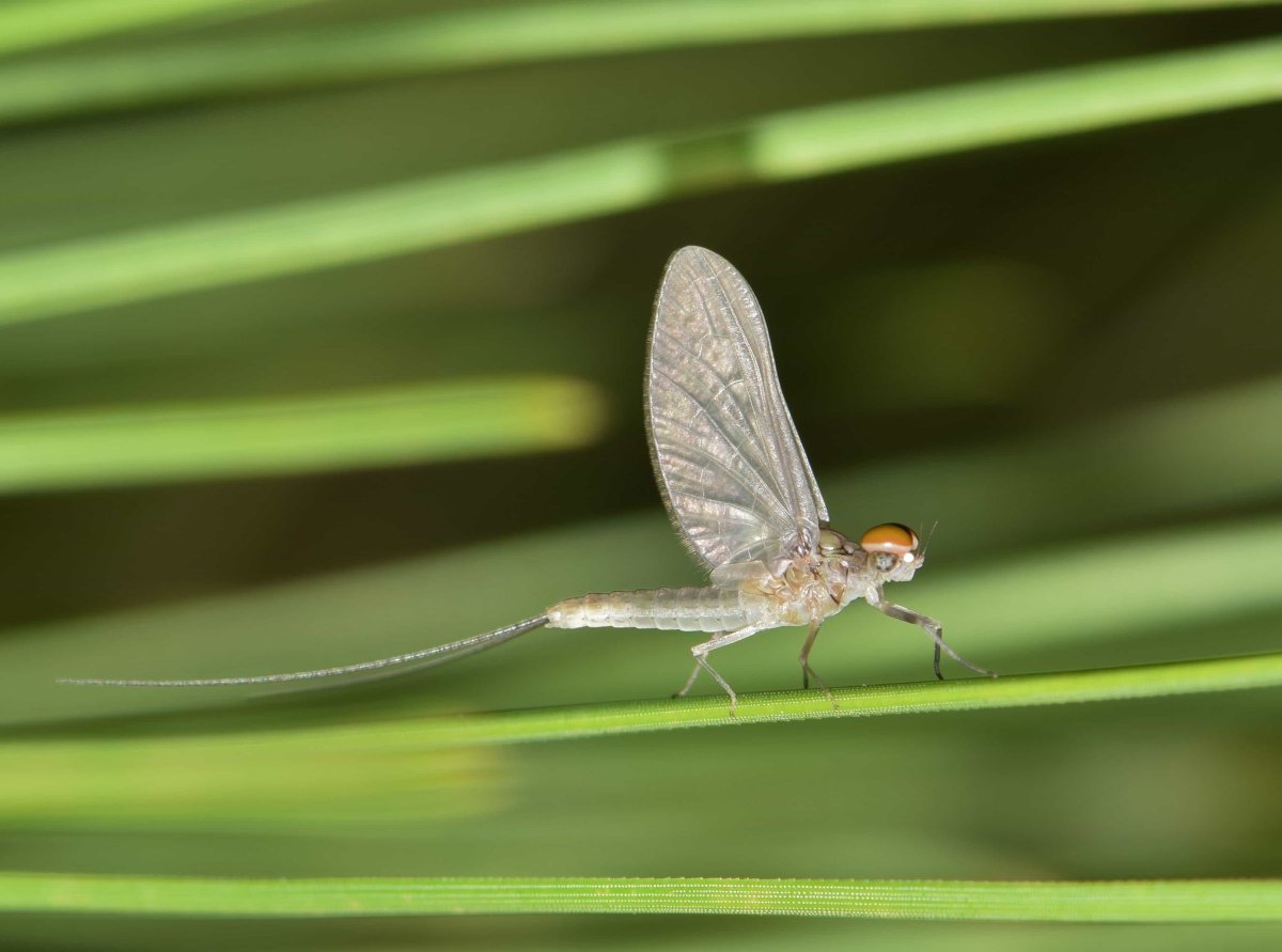 Имаго поденок