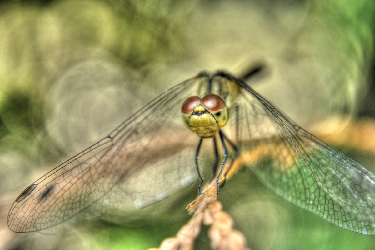 Животные и насекомые