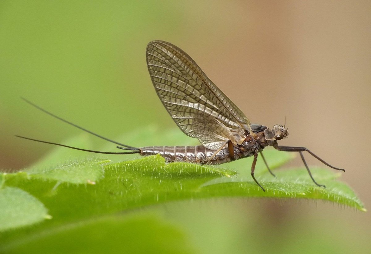 Поденка белохвостая