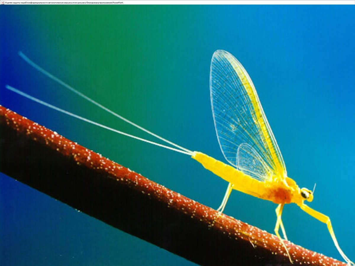 Бабочка поденка