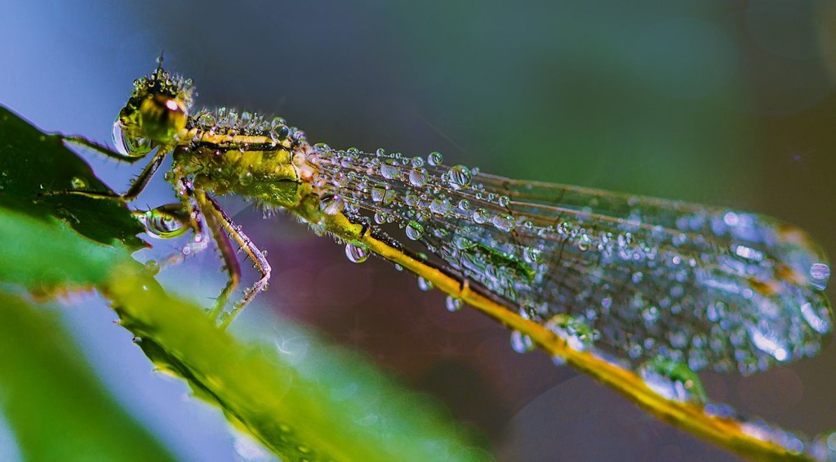 Стрекоза в росе