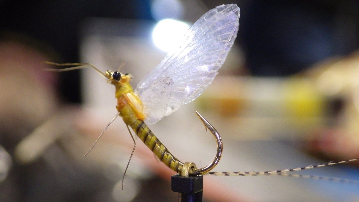 Муха поденка