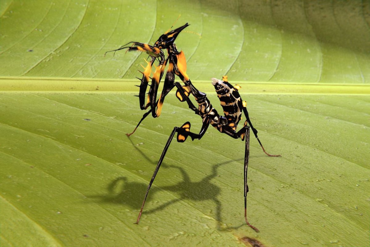 Чёрный Мантис богомол