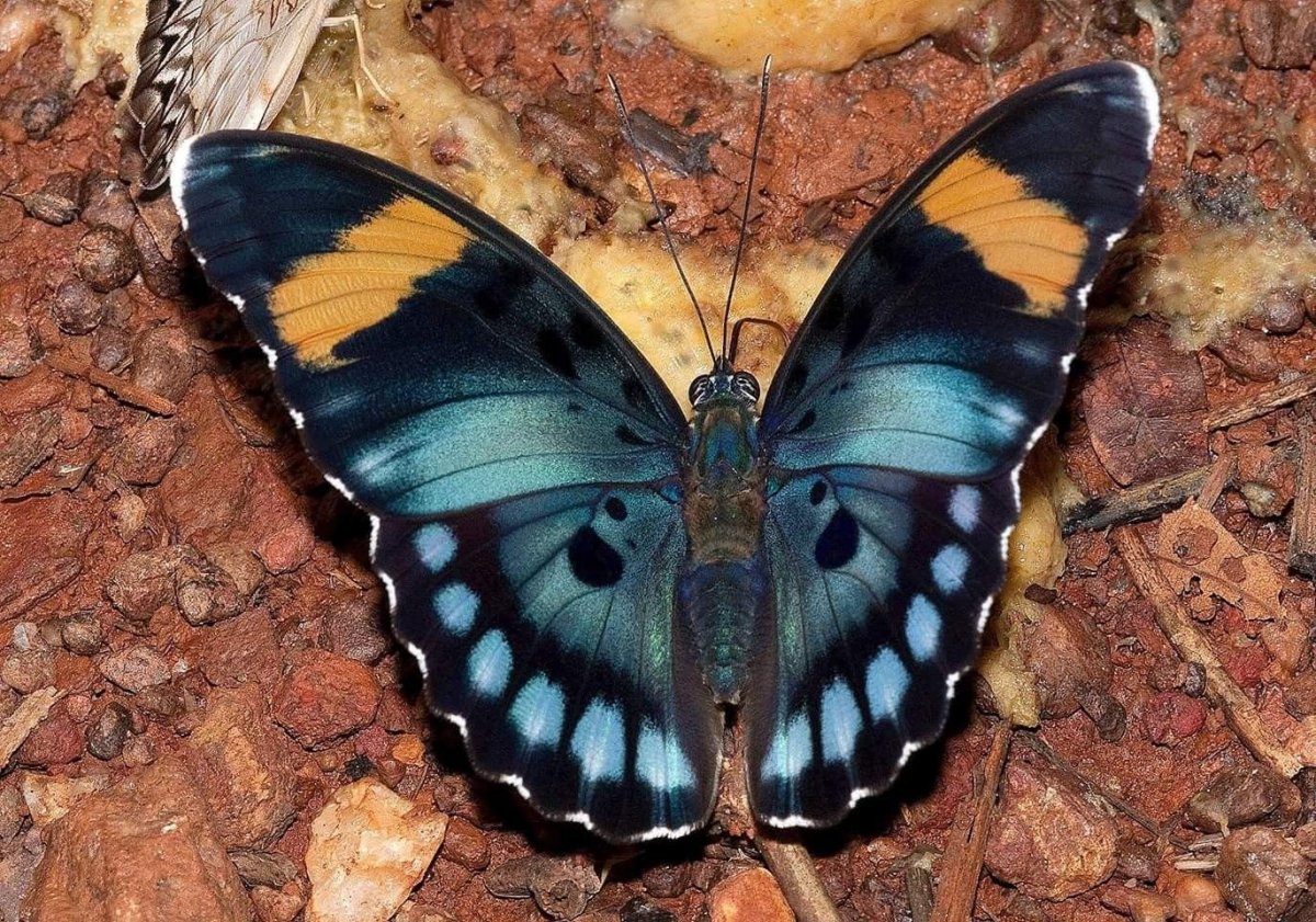 Африканская бабочка Баттерфляй