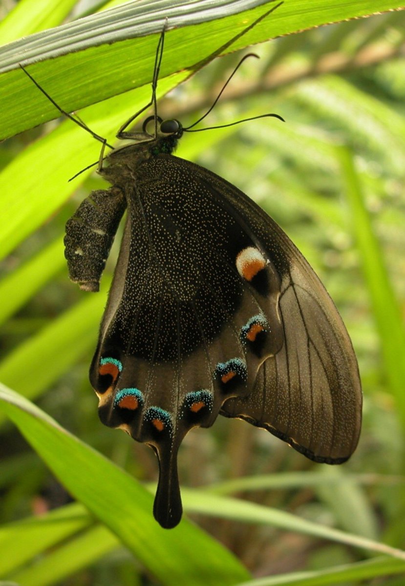 Парусник Палинур Papilio Palinurus