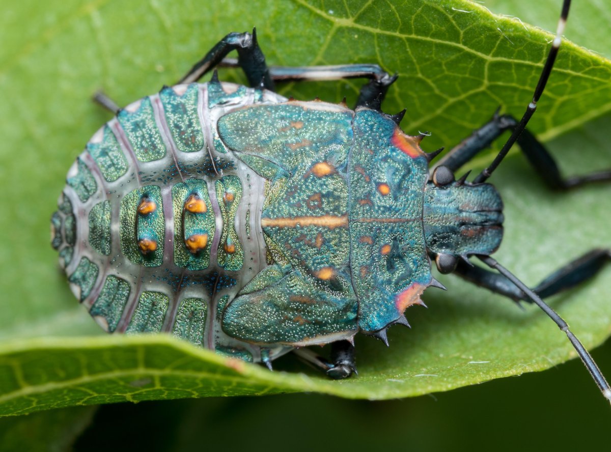 Необычные насекомые Африки