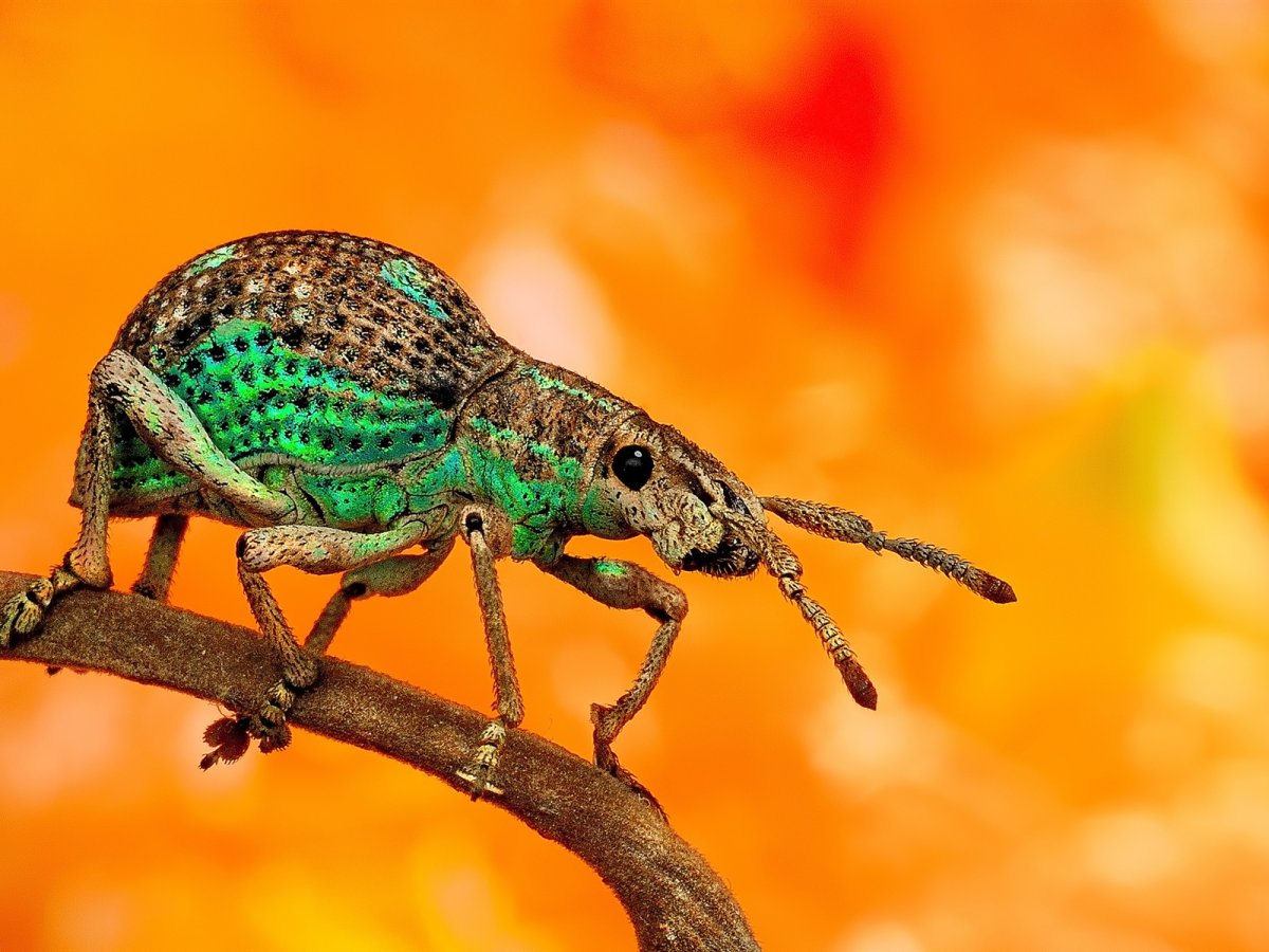 Жук хамелеон