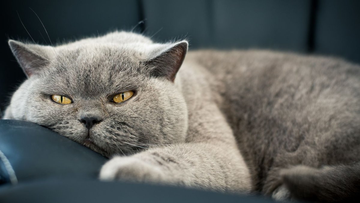 Британский короткошерстный кот толстый