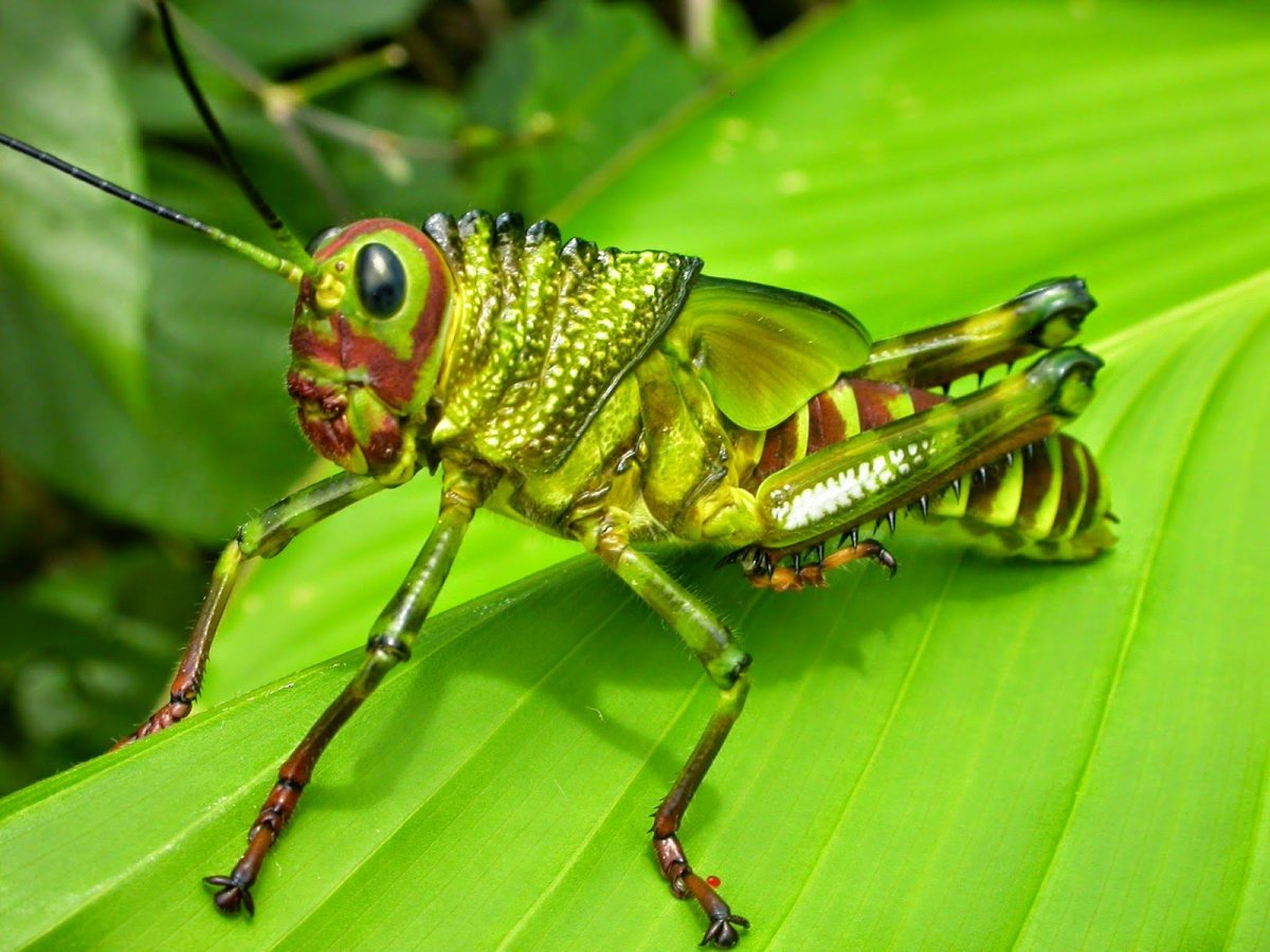 Тропический кузнечик