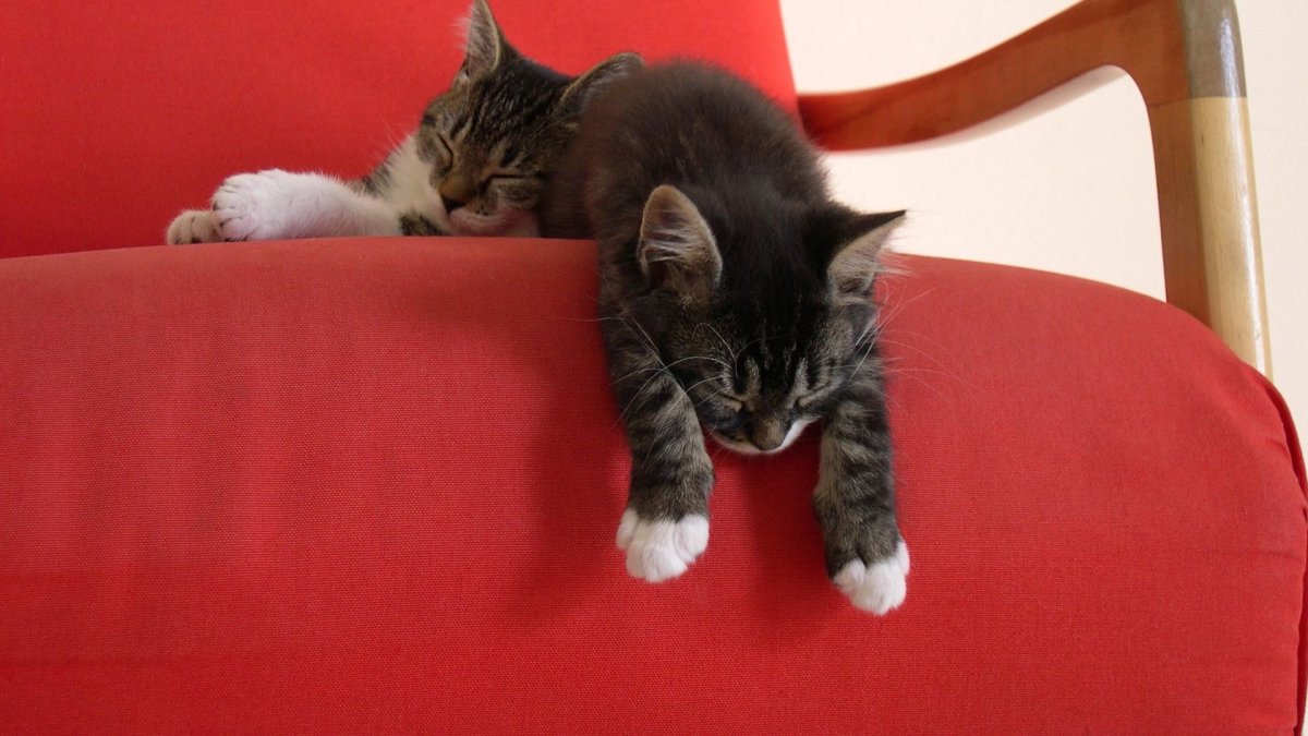 Кот лежит на спинке дивана