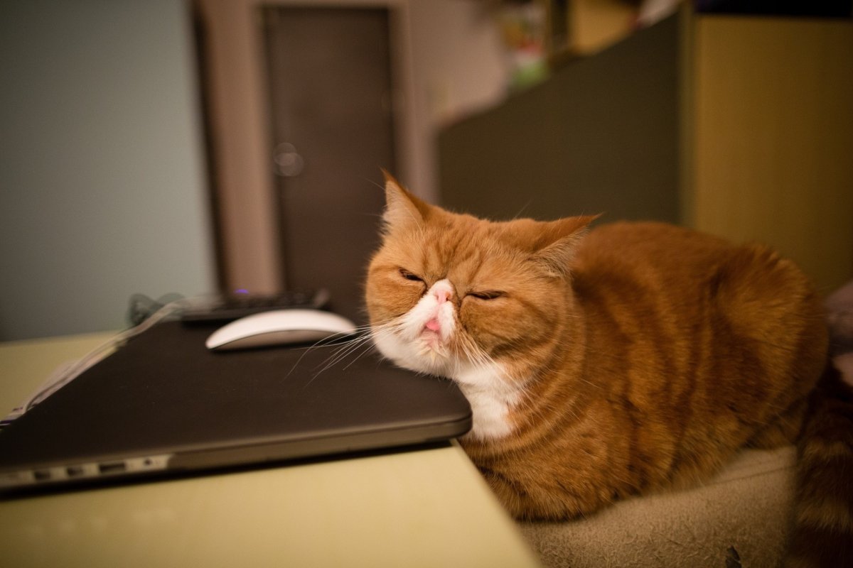 Котик спит за компьютером