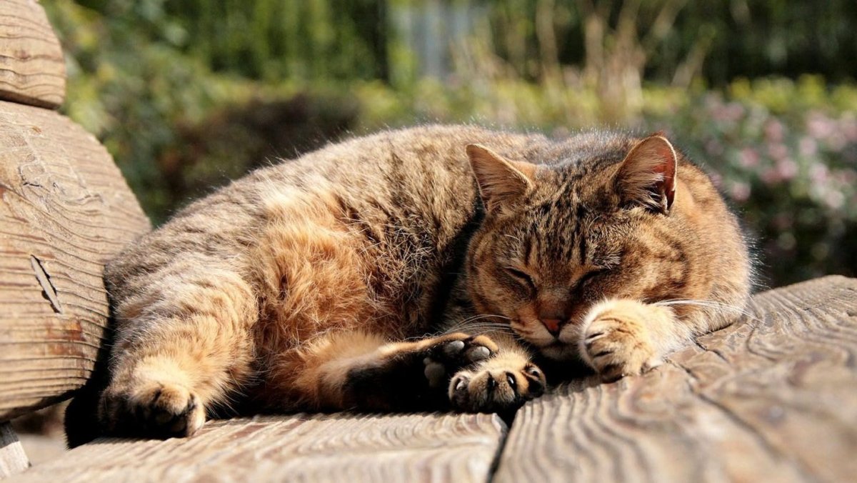 Кошка дремлет