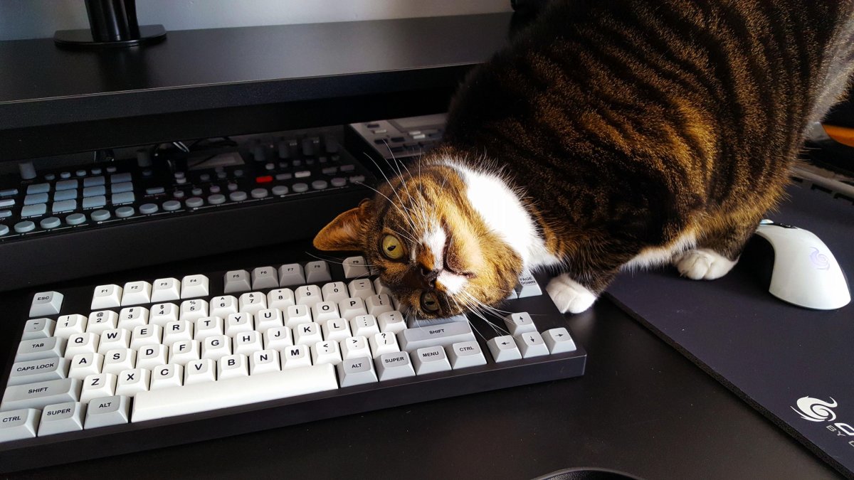 Мышь за компьютером