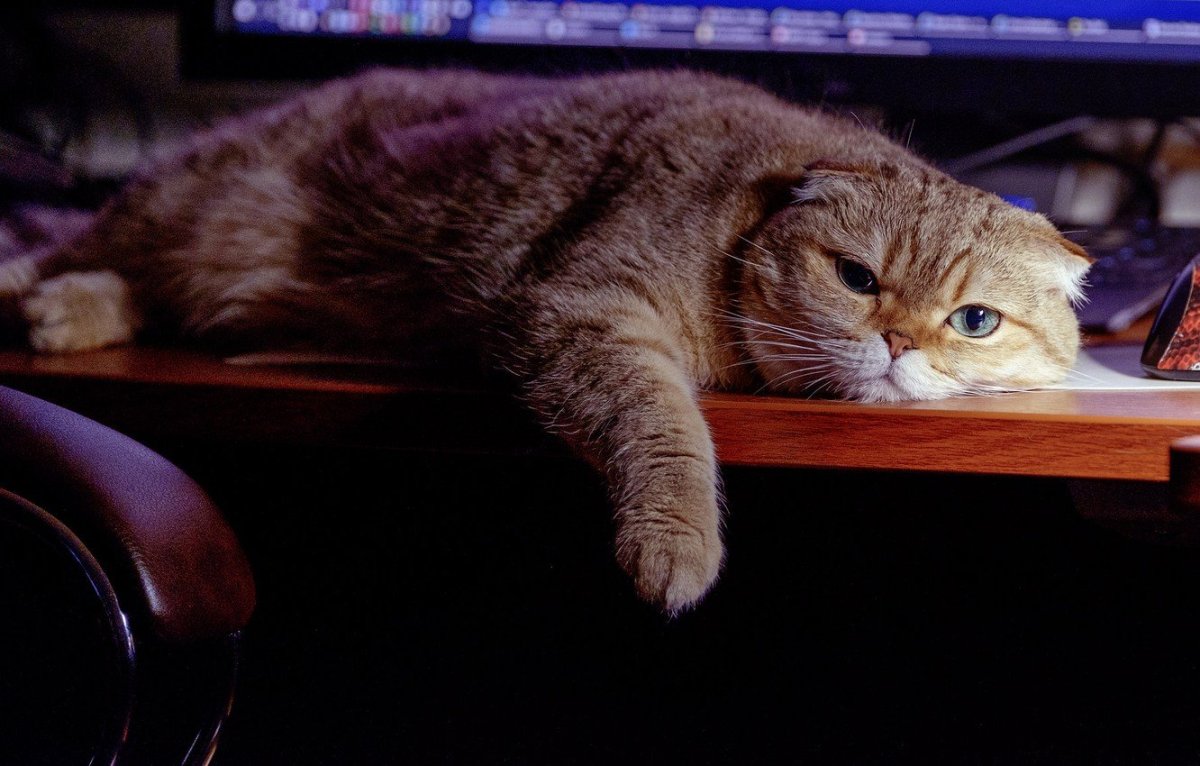 Уставший кот