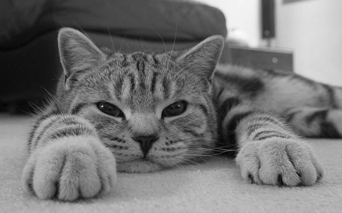 Кошки на рабочий стол компьютера