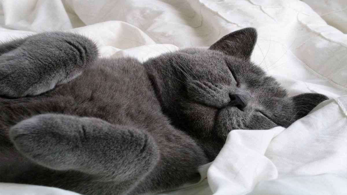 Британский кот на рабочий стол