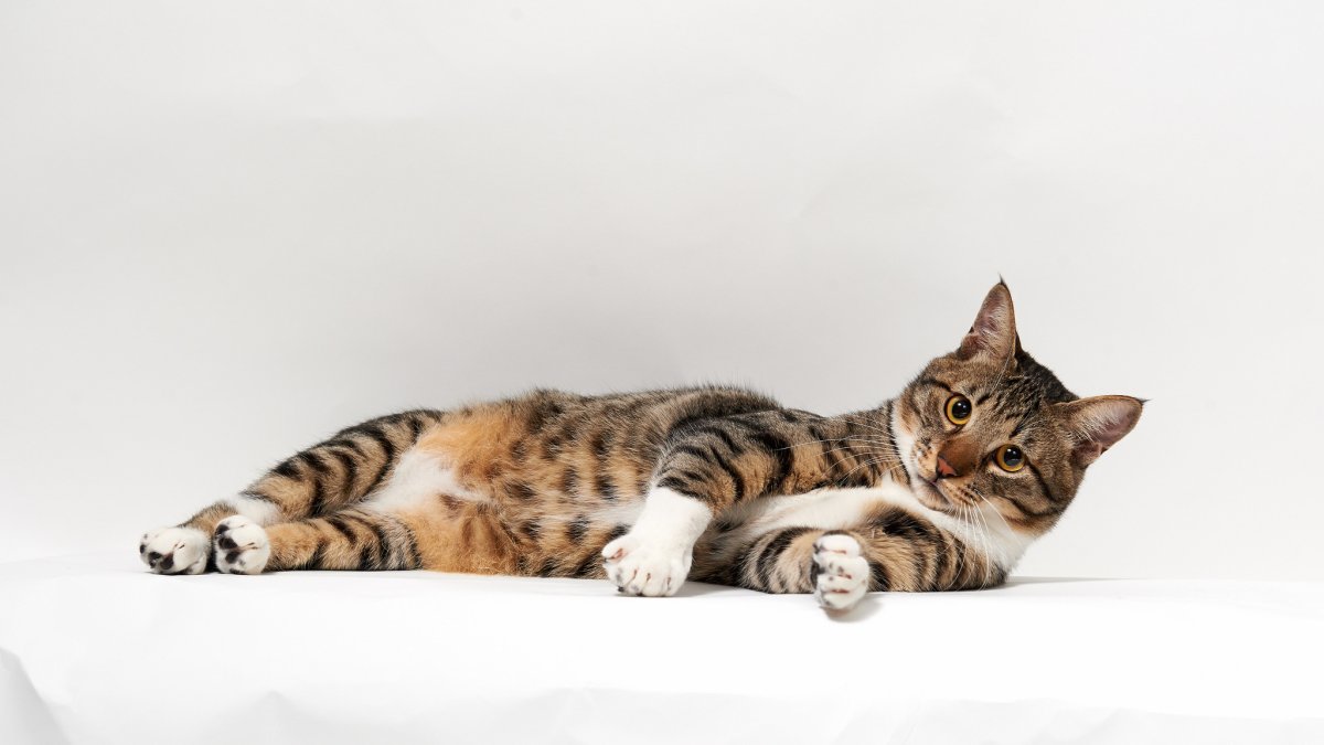 Кошка лежит