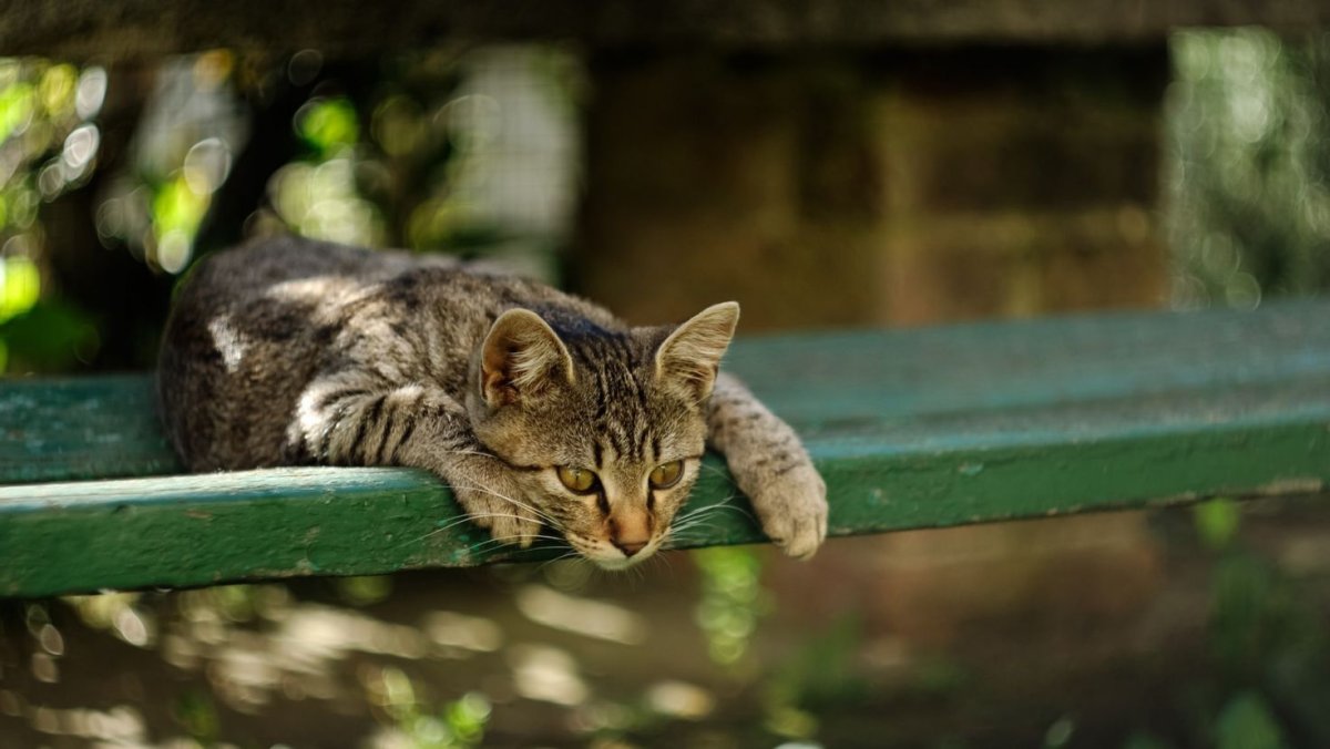 Котенок на скамейке