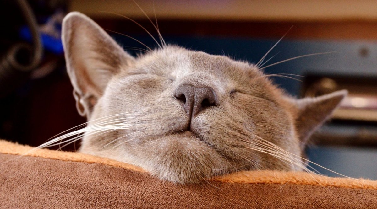 Прикольный кот