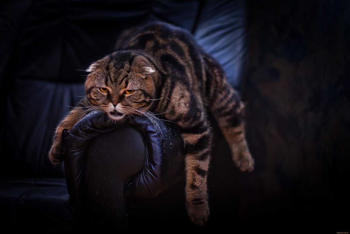 Кот работяга