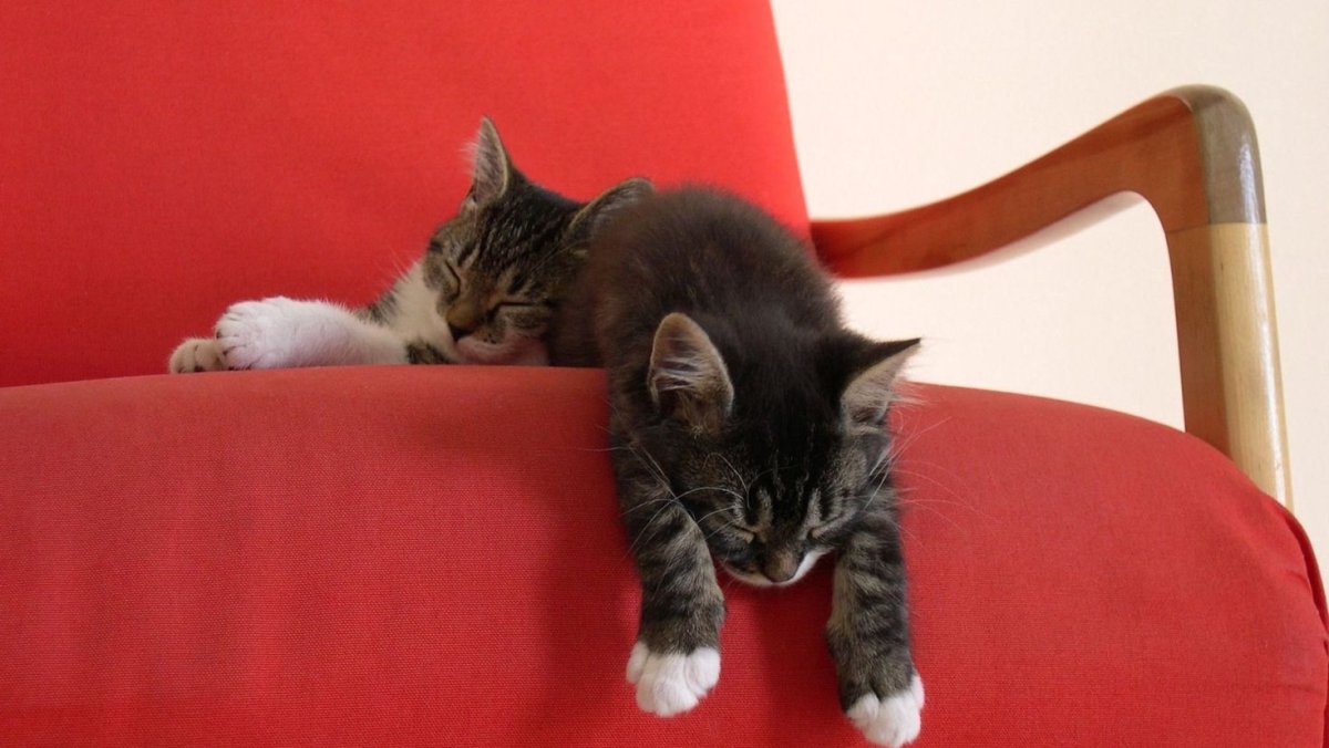 Кот на диване