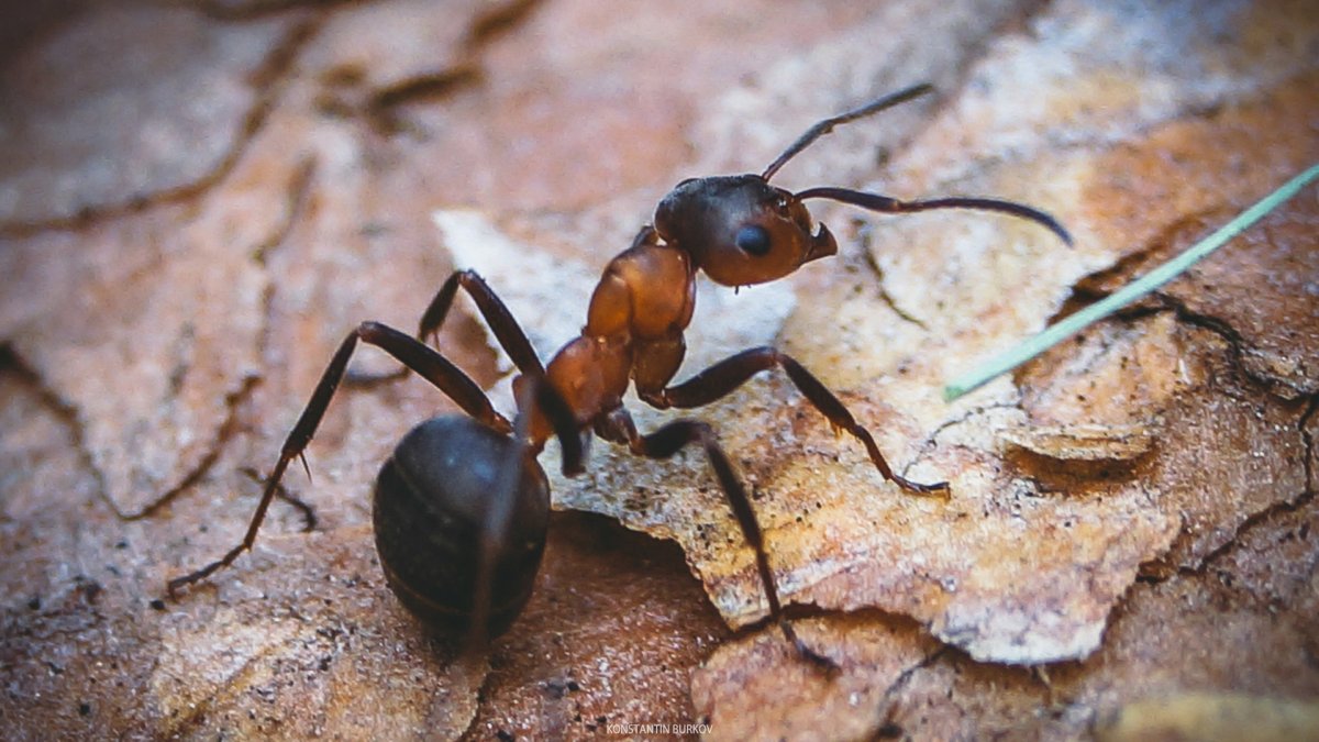 Панцирные муравьи