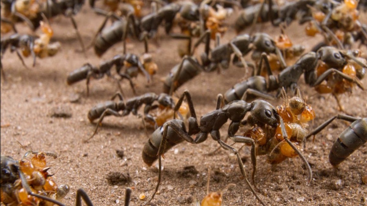 Красные муравьи термиты