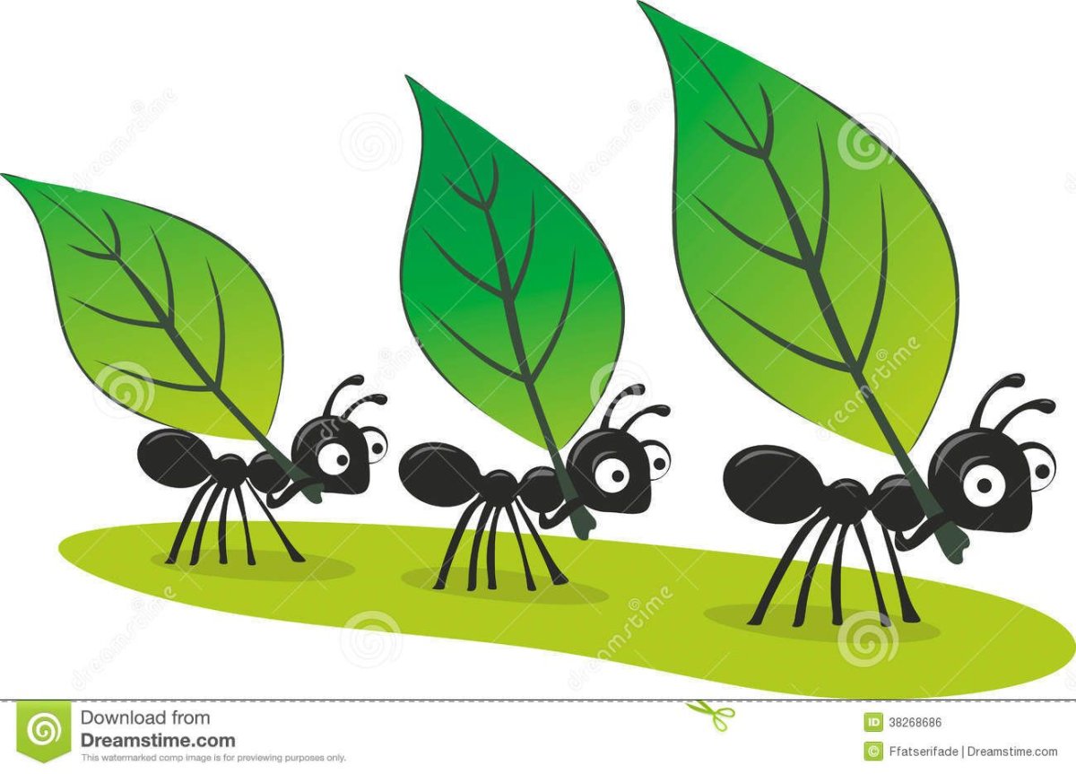 Муравей узор