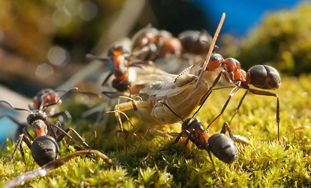 Муравьи осенью
