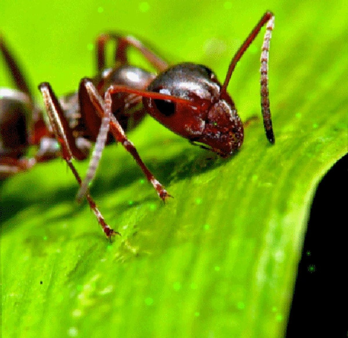Муравей фото
