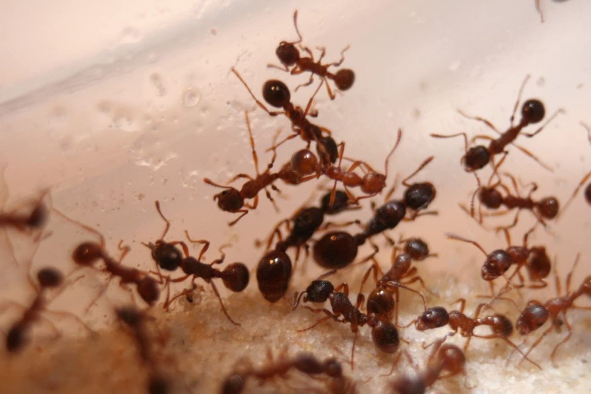 Колония муравьев мирмика Рубра