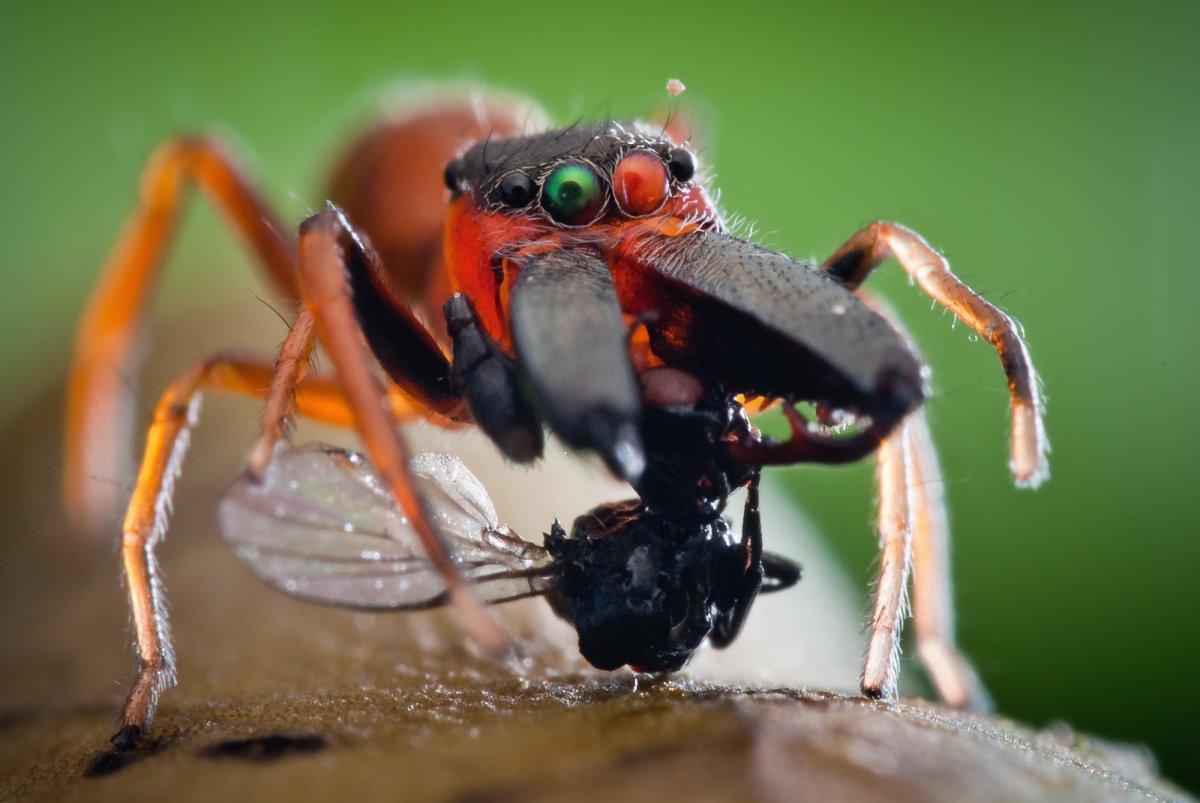 Муравьиный паук скакун
