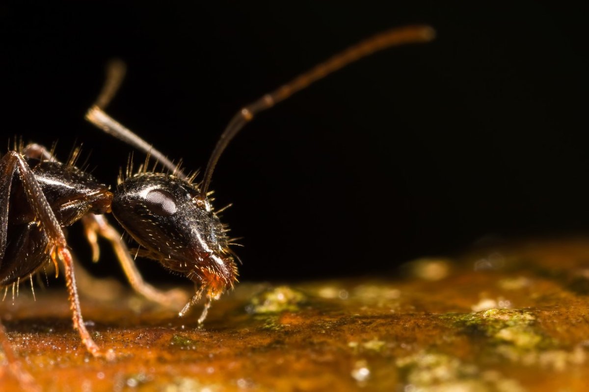 Жвалы насекомых