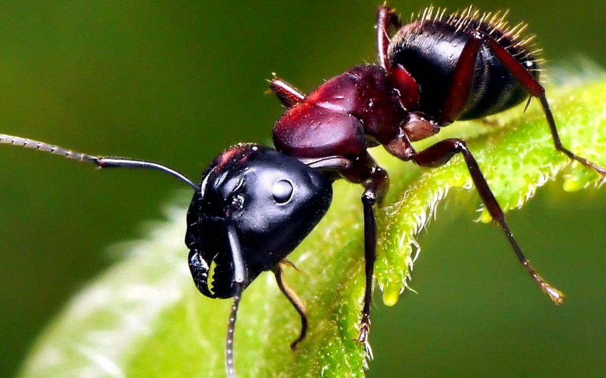 Муравей бык